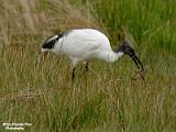 heilige ibis 2022